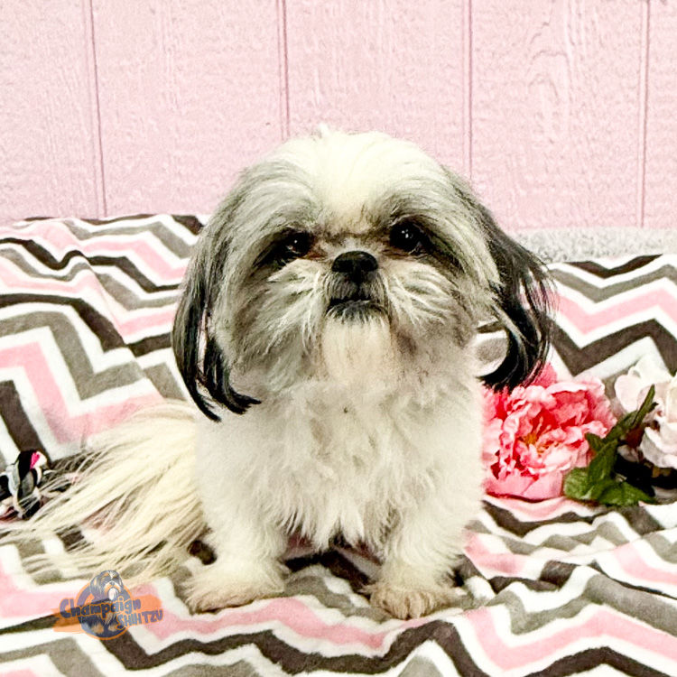 Shih Tzu Puppies - Skylar Shih Tzu