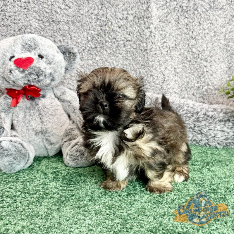 Shih Tzu Puppies - Steven 3 1