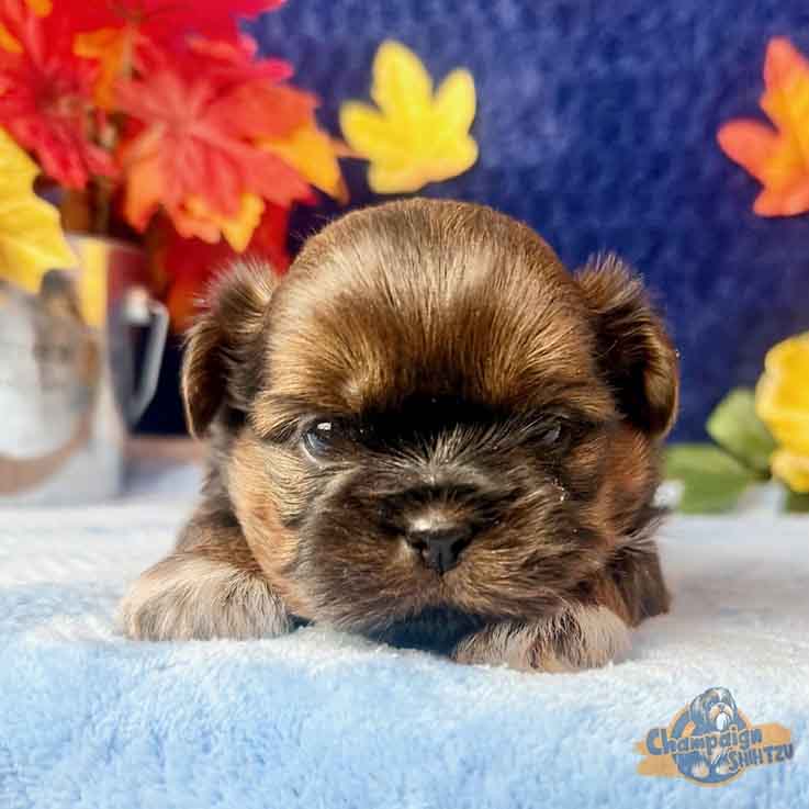 Shih Tzu Puppies - Sweet Tart1