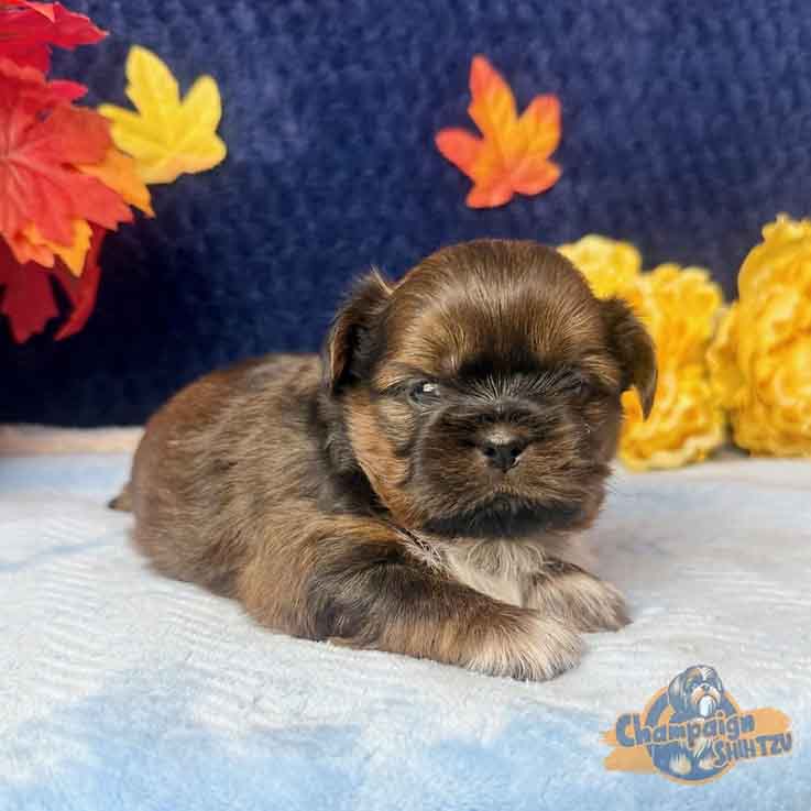 Shih Tzu Puppies - Sweet Tart2