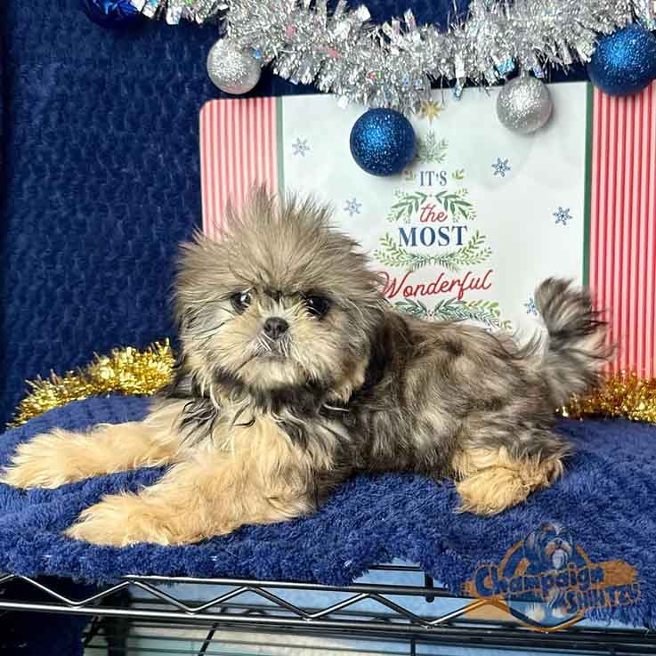 Shih Tzu Puppies - Wiggles3