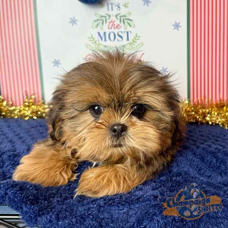 Shih Tzu Puppies - Wilbur1