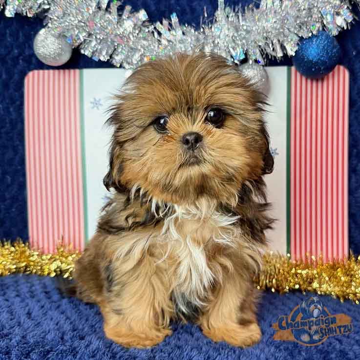 Shih Tzu Puppies - Wilbur3