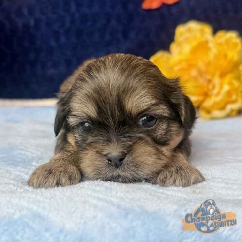 Shih Tzu Puppies - Willie1
