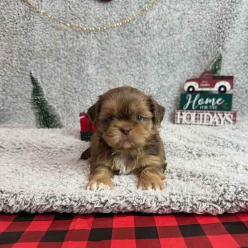 Shih Tzu Puppies - Wilma Joy1