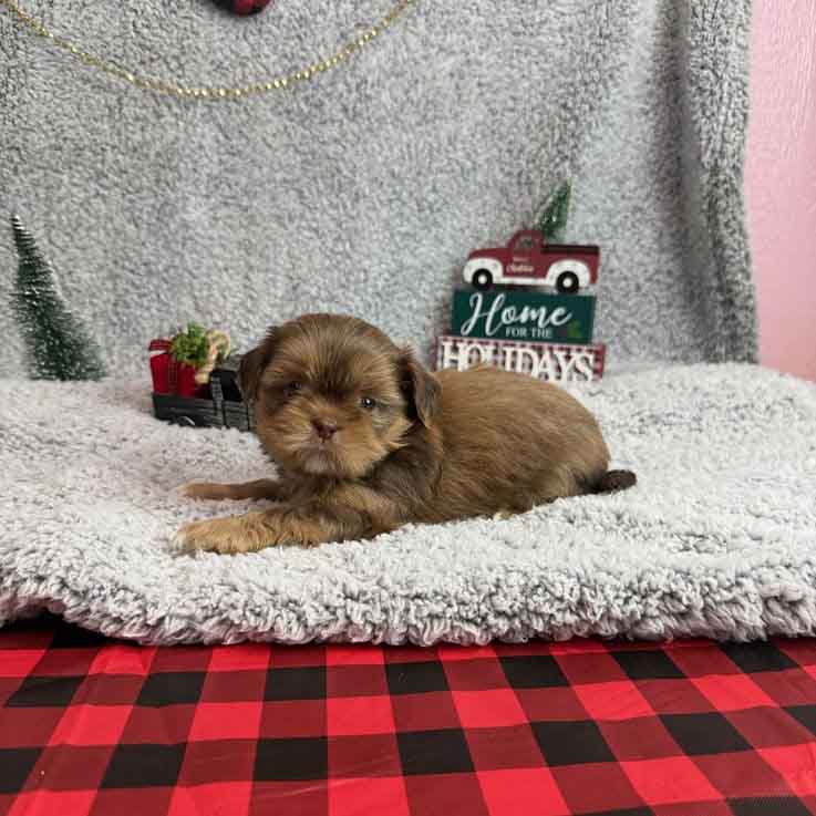 Shih Tzu Puppies - Wilma Joy3