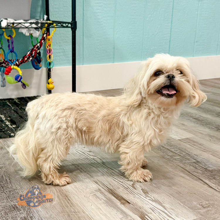 Shih Tzu Puppies - Winter Shih Tzu