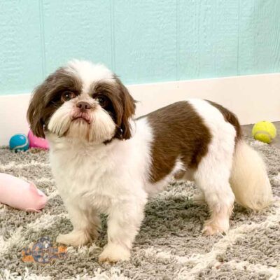 Champaign Shih Tzu