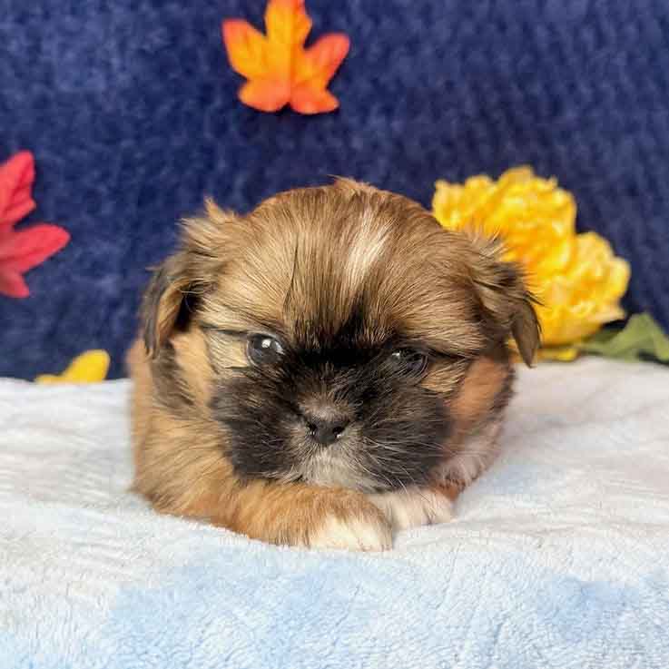 Shih Tzu Puppies - gummi1
