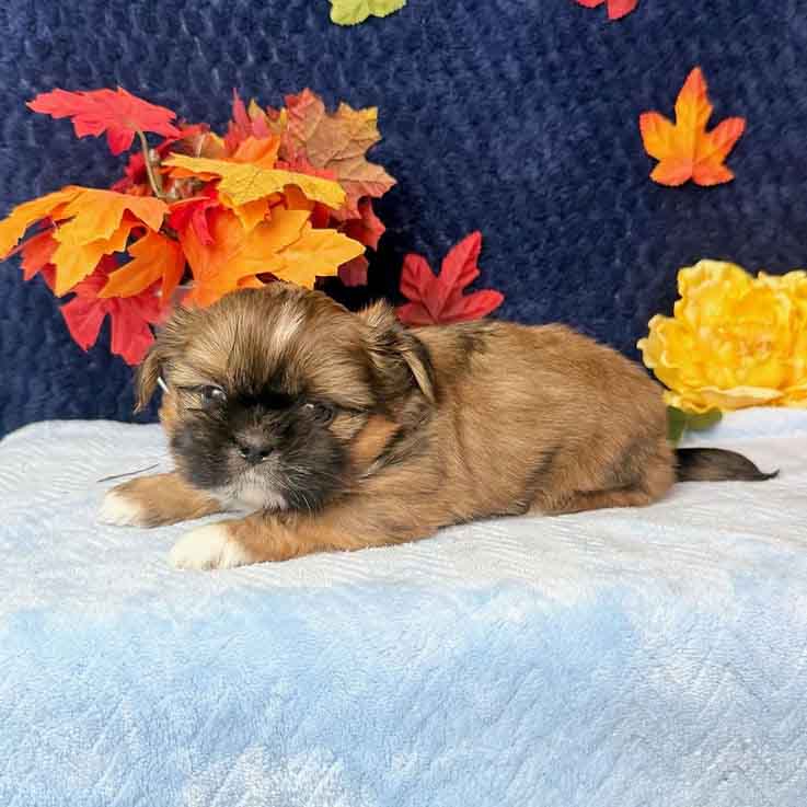 Shih Tzu Puppies - gummi2