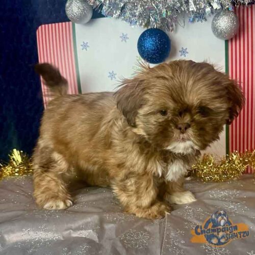 Shih Tzu Puppies - jaden1