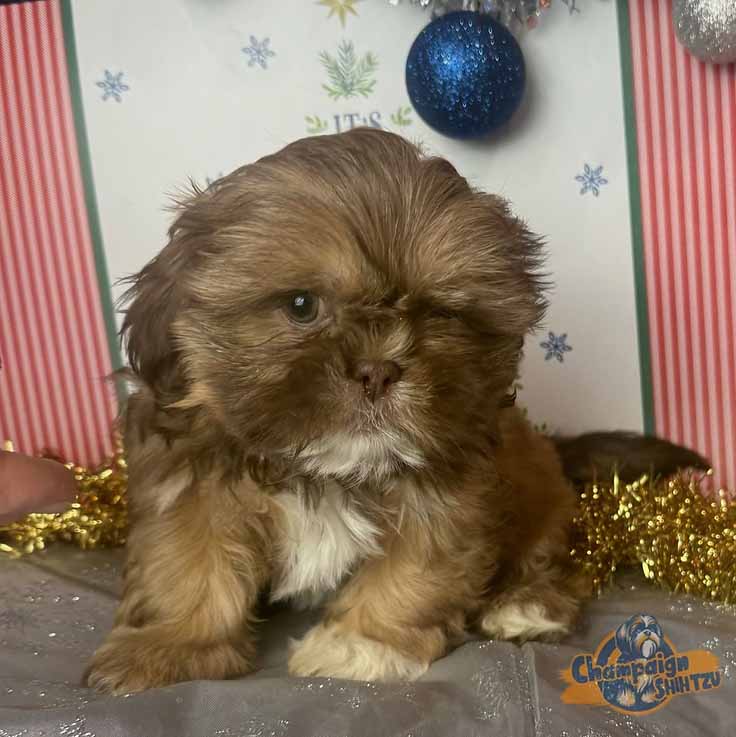 Shih Tzu Puppies - jaden2