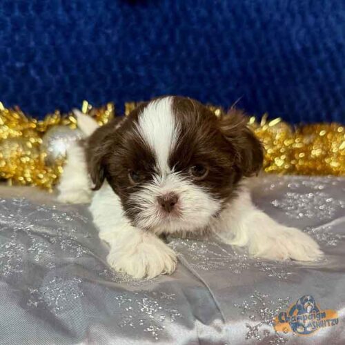 Shih Tzu Puppies - jaylon1