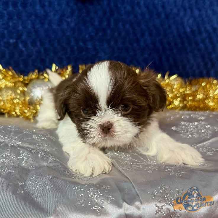 Shih Tzu Puppies - jaylon1