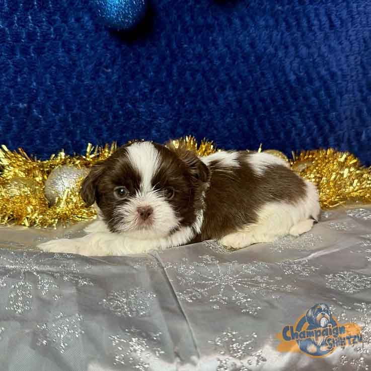 Shih Tzu Puppies - jaylon2