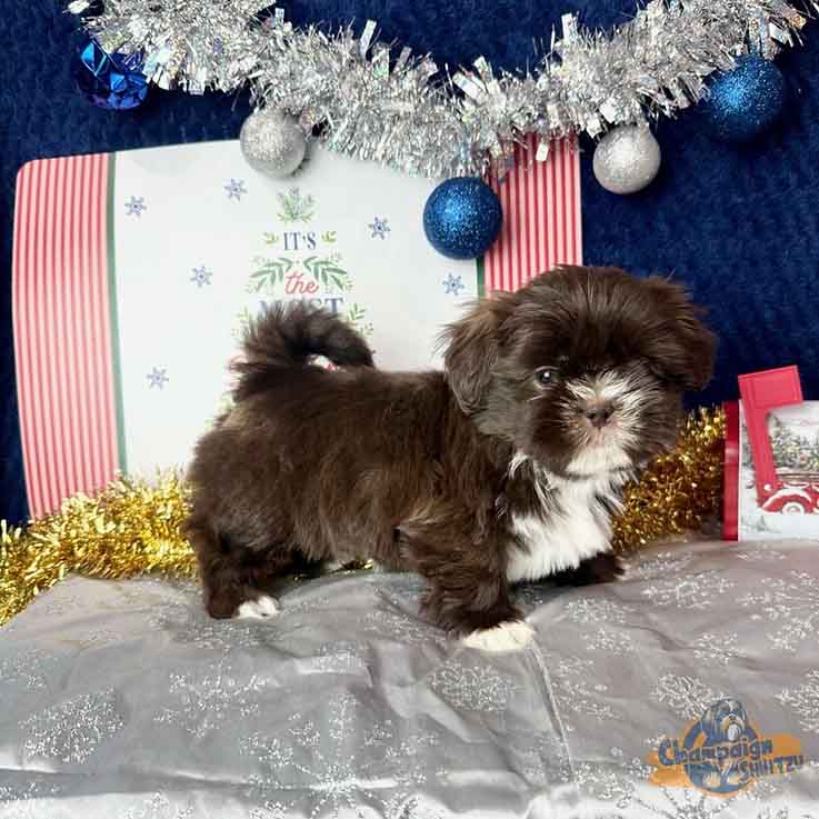 Shih Tzu Puppies - jesse1
