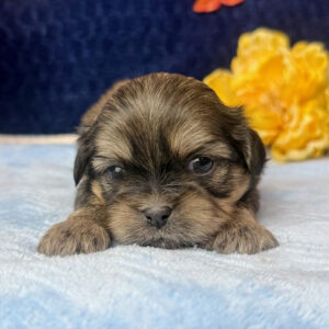 Close up on the face of a Shih Tzu puppy, lying on a light blue blanket