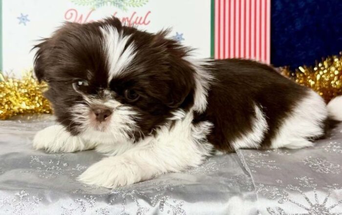 Brown and white Shih Tzu puppy lying down in a Christmas decor