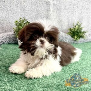 Brown and white Shih Tzu lying on the grass