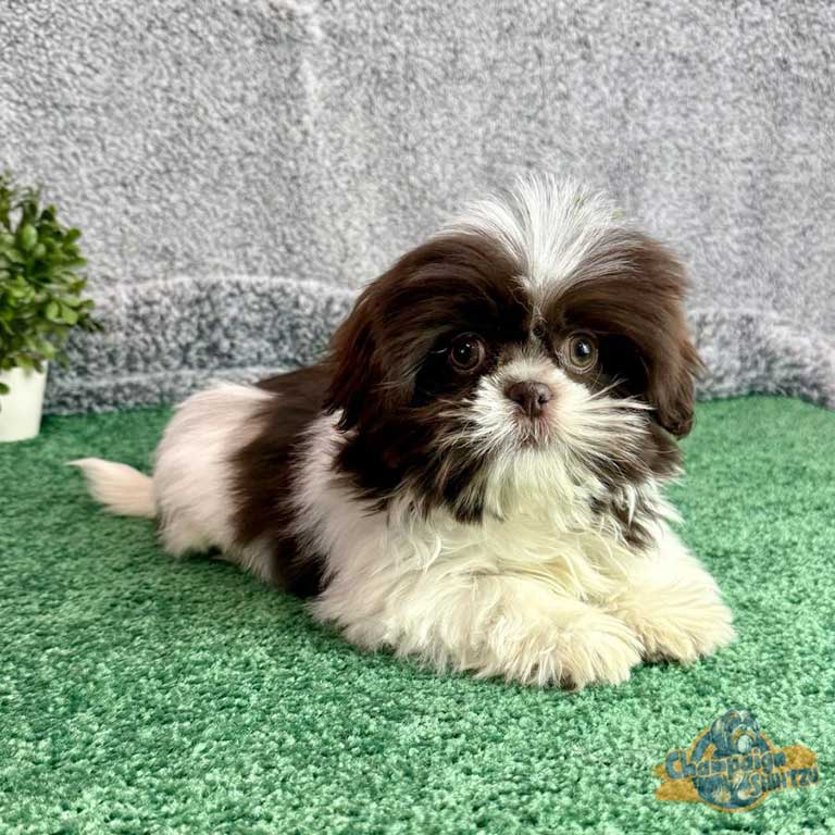 Shih Tzu puppy who is crate trained
