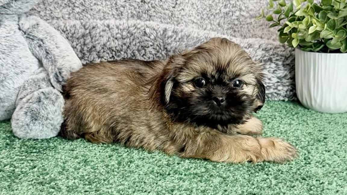 Shih Tzu puppy waiting for owner's commands for crate training