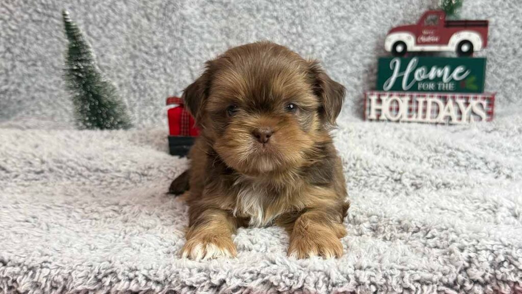 Shih Tzu puppy facing the camera, on top of a grey fluffy blanket