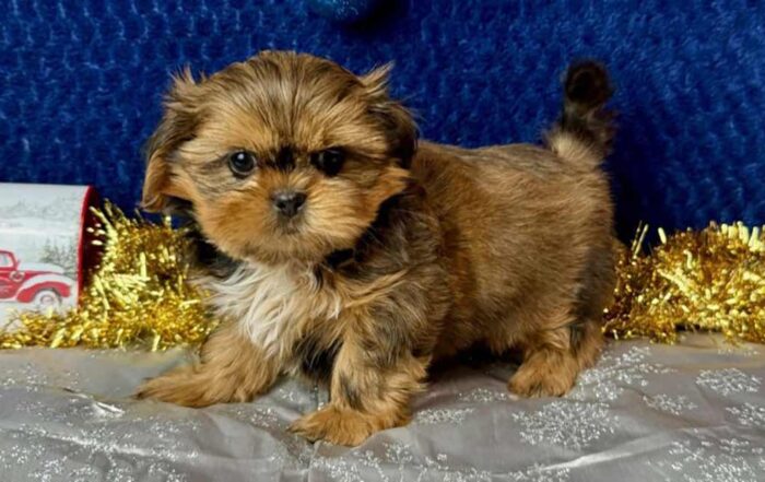 Shih Tzu puppy standing on a silver shiny floor, in front of a dark blue background