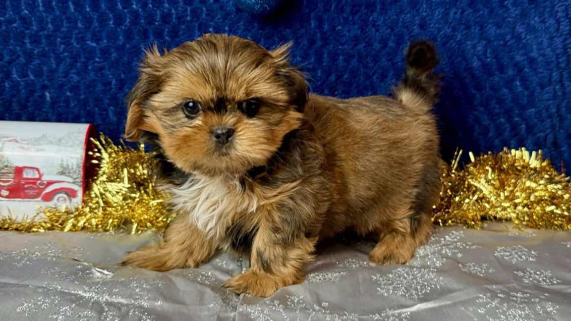 Shih Tzu puppy standing on a silver shiny floor, in front of a dark blue background