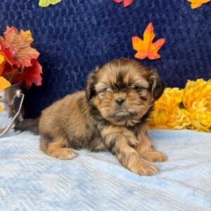 Shih Tzu puppy with good dog dental care sitting in front of a blue background