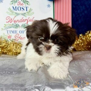 Brown and white Shih Tzu puppy 