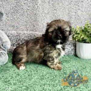 Shih Tzu puppy who is receiving early socialization at Champaign Shih Tzu