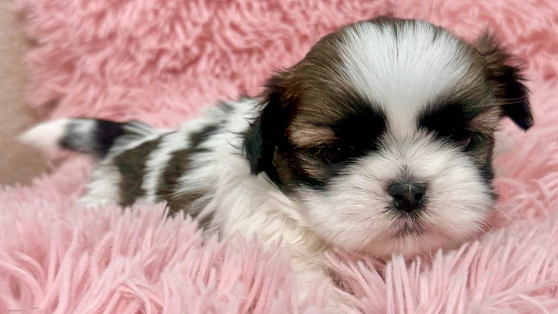 Puppy cuddling in a fluffy pink blanket, experiencing a new texture, a part of early socialization