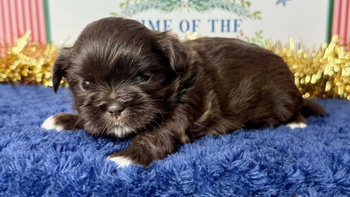 Brown Shih Tzu puppy lying on a dark blue blanket