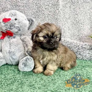 Shih Tzu puppy sitting next to a white teddy bear