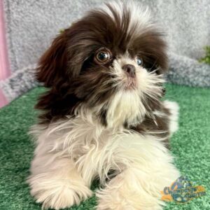 Fluffy Shih Tzu puppy lying in the grass
