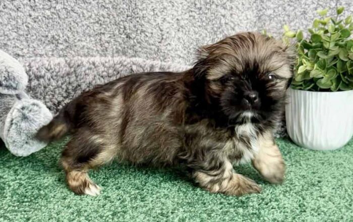 Shih Tzu puppy from an ethical breeding, lying in the grass next to a plant in a white pot