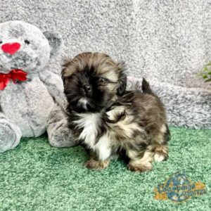 Black, white and brown puppy standing next to a grey teddy bear with a red nose