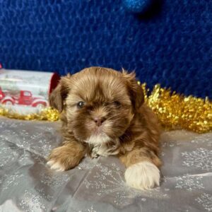 Puppy in front of a dark blue background and silver floor