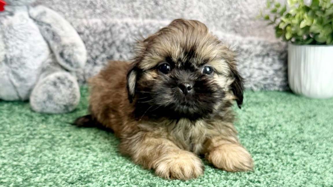 Shih Tzu puppy lying down, ready for dog travel