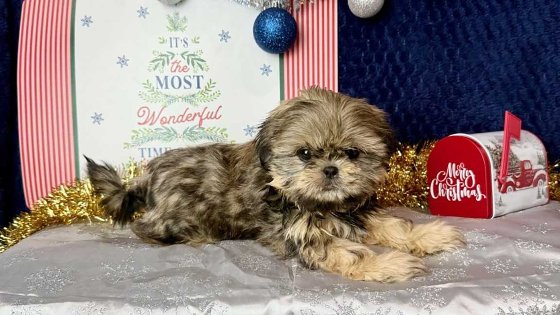 Shih Tzu puppy lying down with a confident dog body language