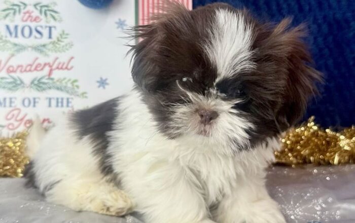 Shih Tzu puppy lying with his head slightly tilted to the side
