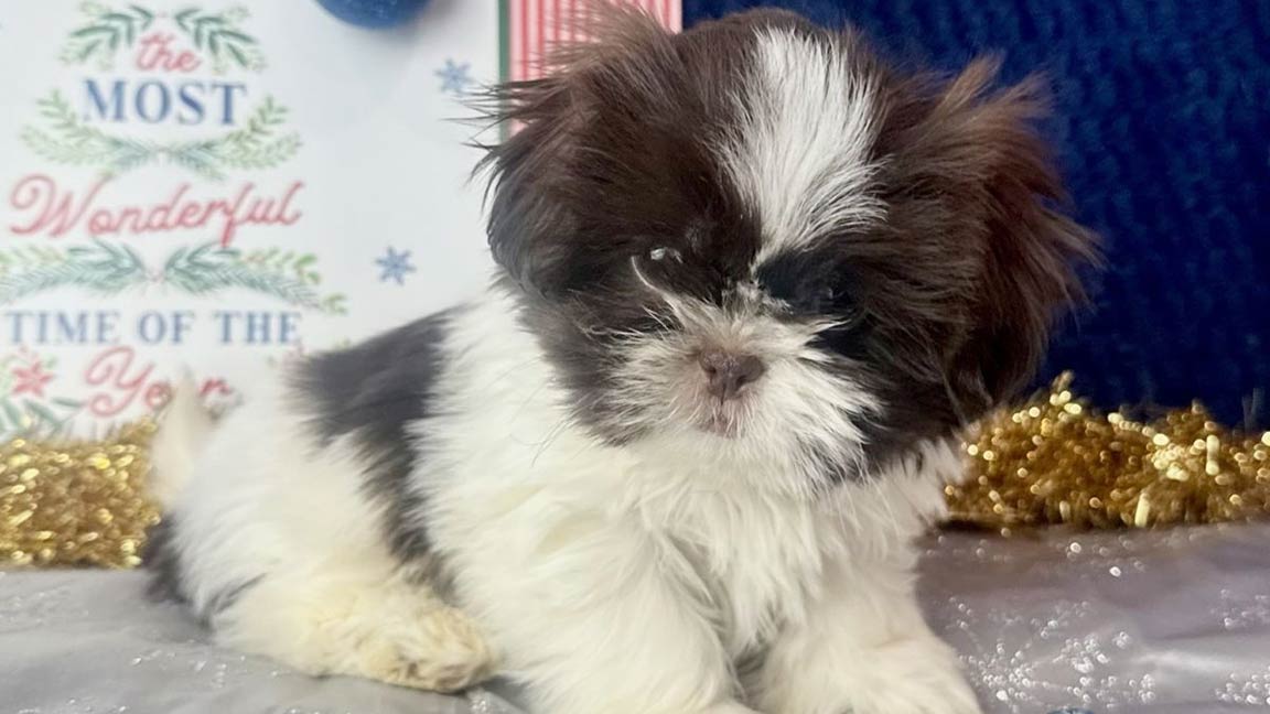 Shih Tzu puppy lying with his head slightly tilted to the side