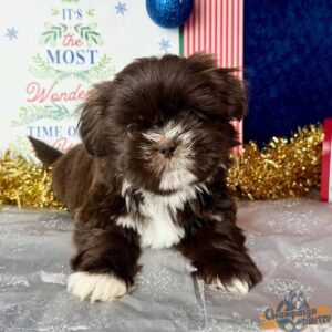 Shih Tzu puppy with his paws forward, looking short and clean thanks to dog nail care