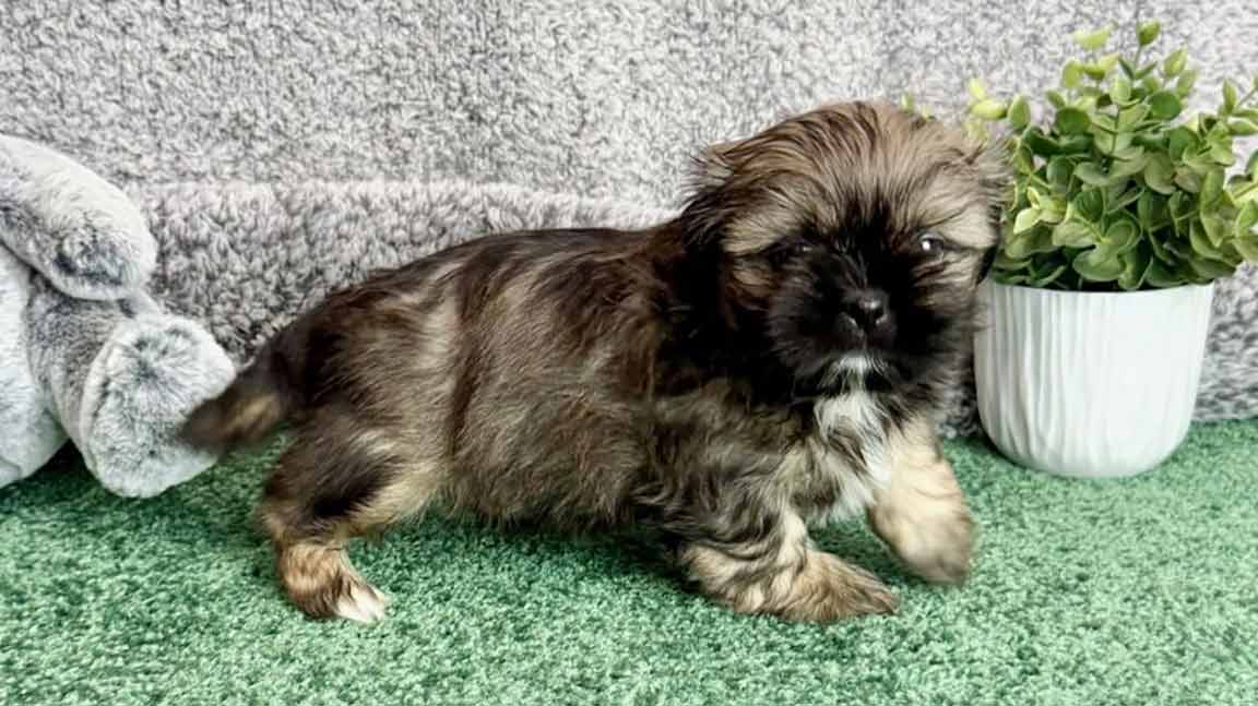 Shih Tzu puppy relaxing next to a plant pot