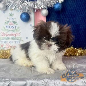 A puppy whose owners know how to introduce a new dog to children