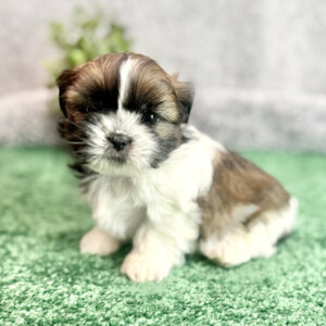 Shih Tzu sitting on the grass