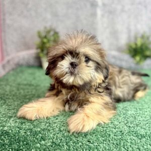 Shih Tzu puppy lying on the grass outside