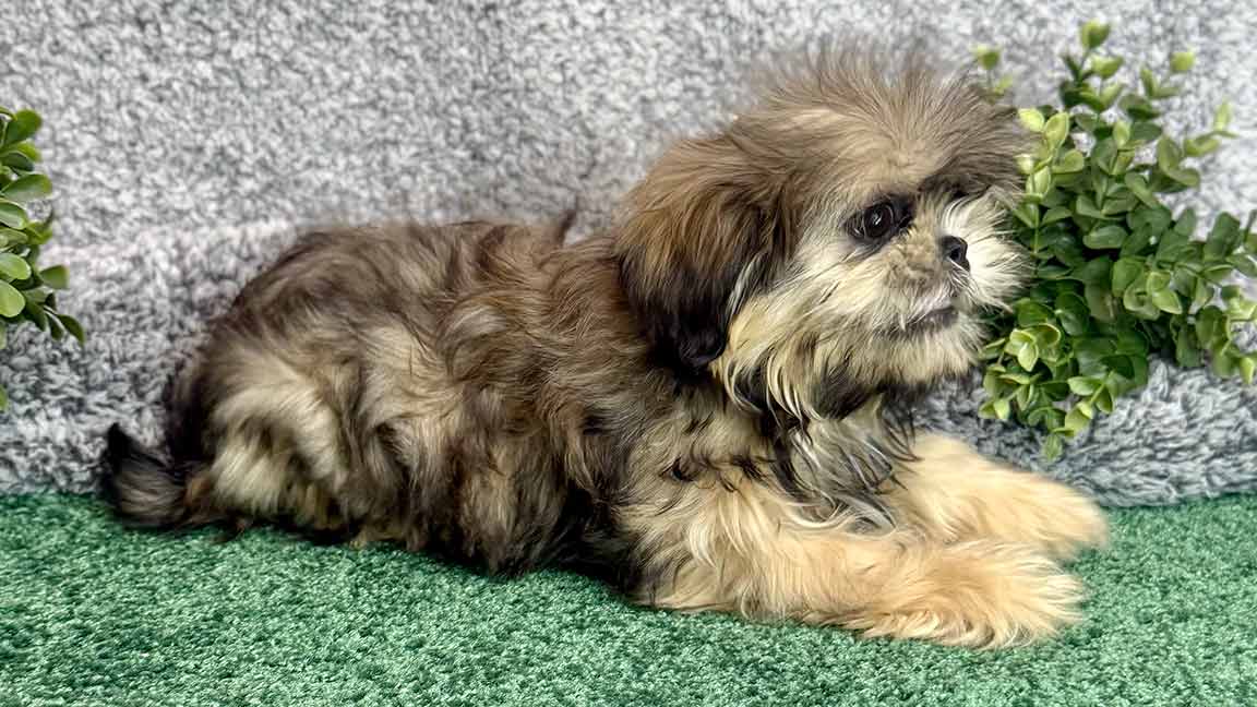 Shih Tzu puppy lying in the grass