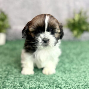 Puppy whiose owner set up a routine for dogs