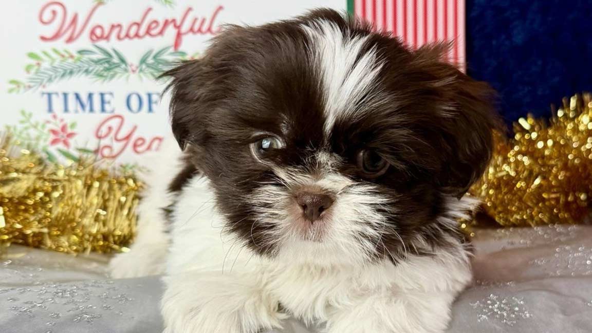 Shih Tzu puppy for sale lying down